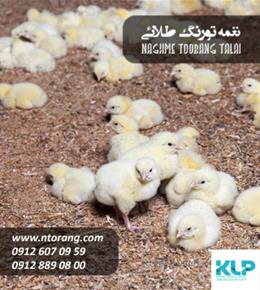  فروش جوجه گوشتی دام و طیور کوروش